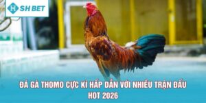 Đá Gà Thomo Cực Kì Hấp Dẫn Với Nhiều Trận Đấu Hot 2026