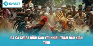 Đá Gà SV388 Đỉnh Cao Với Nhiều Trận Đấu Kịch Tính