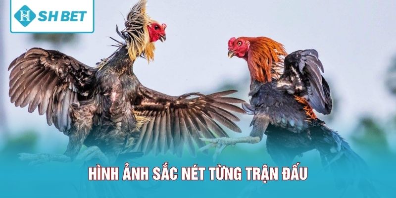Hình ảnh sắc nét từng trận đấu