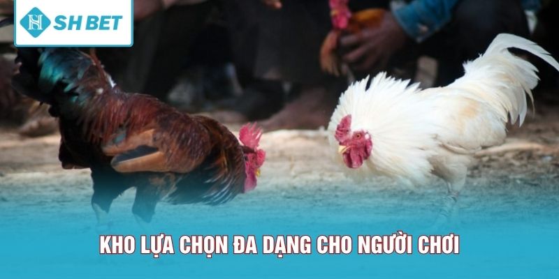 Kho lựa chọn đa dạng cho người chơi