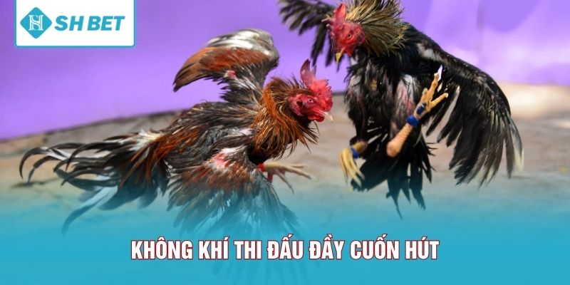 Không khí thi đấu đầy cuốn hút
