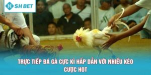 Trực Tiếp Đá Gà Cực Kì Hấp Dẫn Với Nhiều Kèo Cược Hot