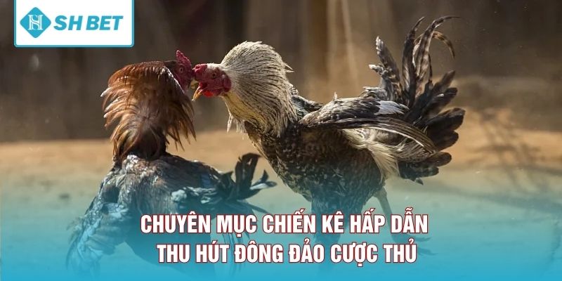 Chuyên mục chiến kê hấp dẫn thu hút đông đảo cược thủ.